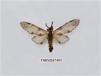 藏品(臺灣枝背舟蛾)的圖片